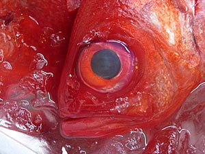 красная рыба