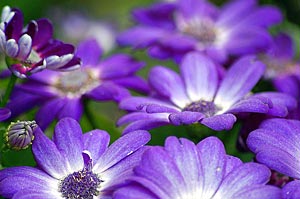 фиолетовые цветочки